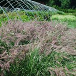 Pennisetum orientale (Karley Rose) Fountain Grass
